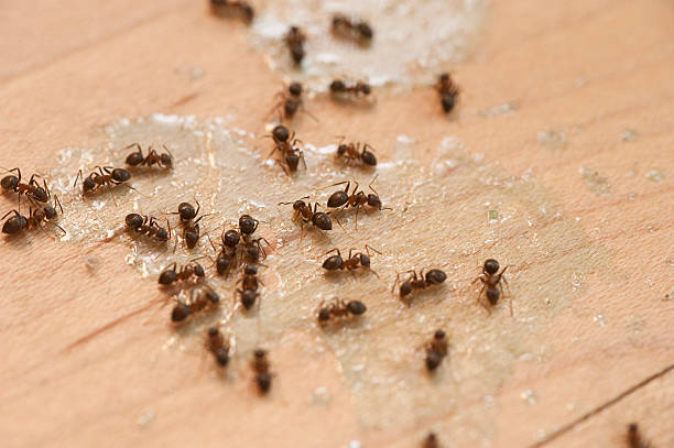  South Laurel, MD Pest Control Pros