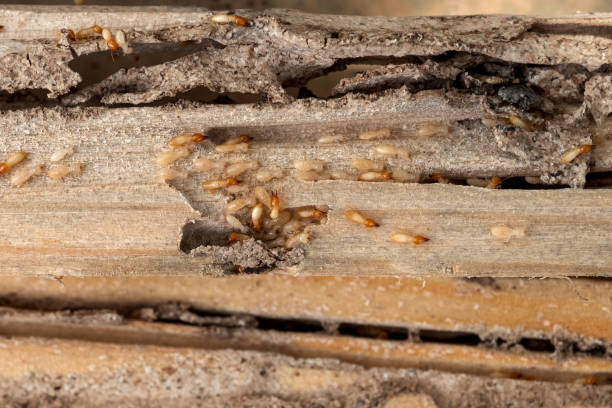 Flea Control Services in South Laurel, MD